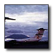 Click here to view Marilyn Holmland's Operation Homecoming Pages