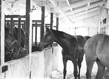 Stables