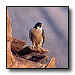 Click here for information on the Phoenix 2000 Mini Reunion