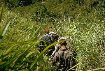 The jungle hills above the base.  Remember how dead they looked at the end