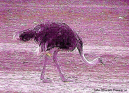 Ostrich -  At the Ostrich Farm near Solvang, CA